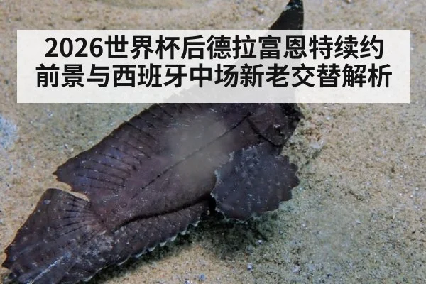 2026世界杯后德拉富恩特续约前景与西班牙中场新老交替解析