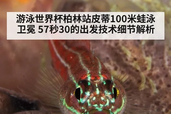 游泳世界杯柏林站皮蒂100米蛙泳卫冕 57秒30的出发技术细节解析
